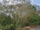 Vacant land with trees