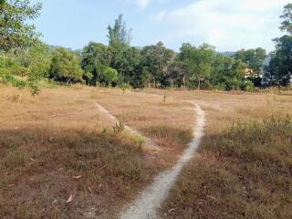 Open field with a dirt path splitting into two, surrounded by trees