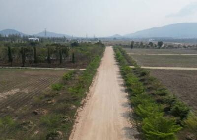 Dirt road surrounded by vegetation