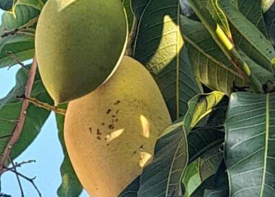 Close-up of mangoes on a tree