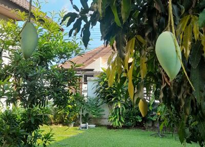 Lush green garden with fruit-bearing trees