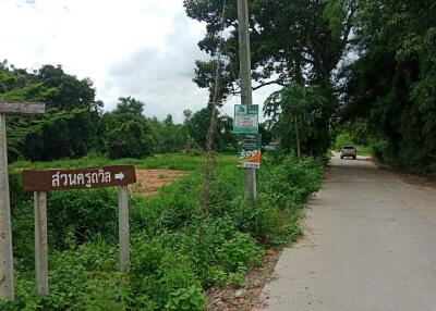 Scenic pathway with greenery