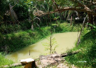 Pond surrounded by lush greenery