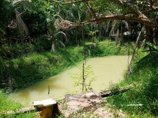 Pond surrounded by lush greenery