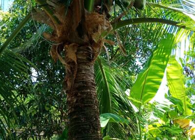 Coconut tree in a lush garden