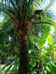 Coconut tree in a lush garden