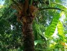 Coconut tree in a lush garden