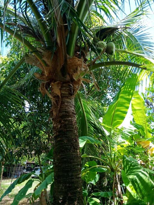 Coconut tree in a lush garden