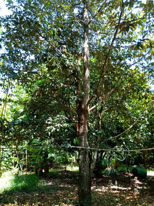 Lush garden area with mature trees