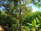 Backyard with trees and greenery