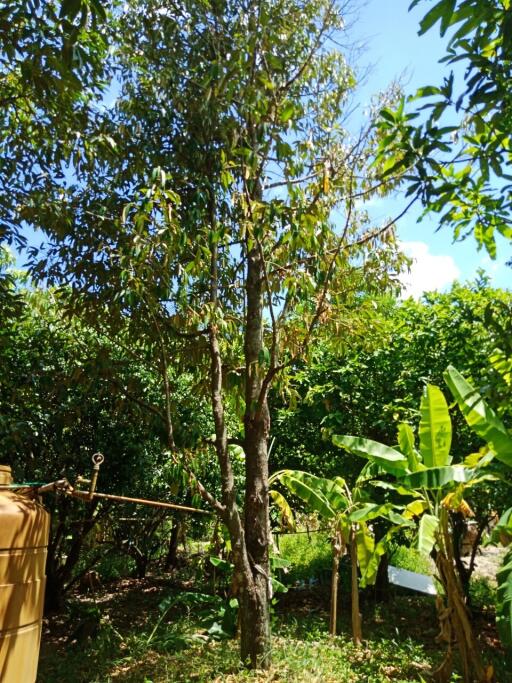 Backyard with trees and greenery