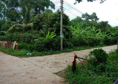 Exterior view with lush greenery and a utility pole