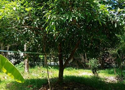 Fruit tree in a sunny garden