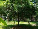 Fruit tree in a sunny garden