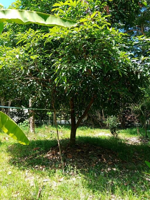 Fruit tree in a sunny garden