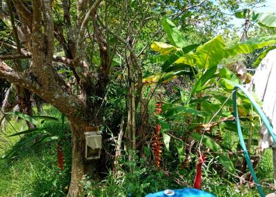 lush garden with various plants and trees