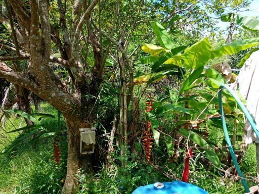 lush garden with various plants and trees