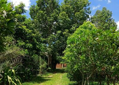 Lush garden with trees and greenery under a bright blue sky