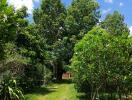 Lush garden with trees and greenery under a bright blue sky