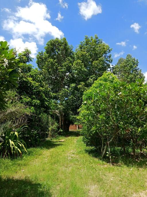 Lush garden with trees and greenery under a bright blue sky