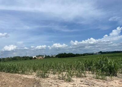 Expansive green field under a blue sky with clouds