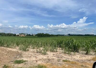 Open field under a blue sky