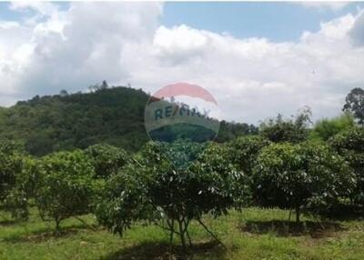 Lamyai Fruit Farm Land In Chanthnaburi for Sale (13 Rai)