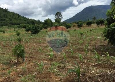 Lamyai Fruit Farm Land In Chanthnaburi for Sale (13 Rai)