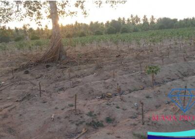 Vacant agricultural land at sunset