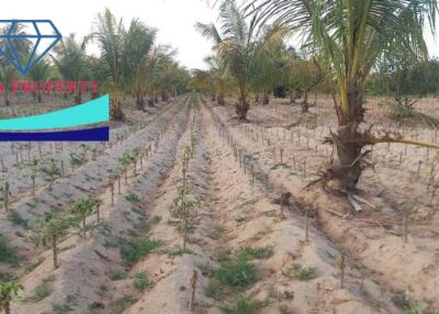 Farmland with Palm Trees