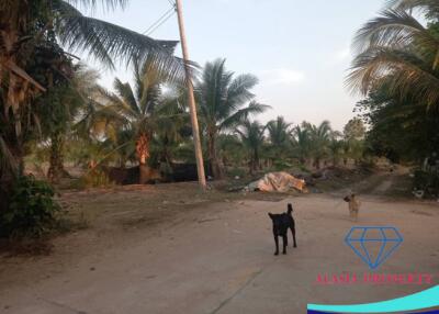 Exterior pathway with dogs and palm trees