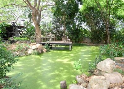 Garden with green pond and trees