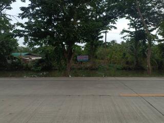 View of a road surrounded by dense greenery