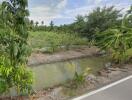 View of agricultural field with trees and a water canal