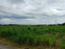 Open field with dense green vegetation under a cloudy sky