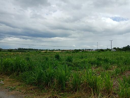 Open field with dense green vegetation under a cloudy sky