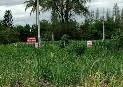 Plot of land with greenery and trees