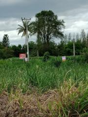 Plot of land with greenery and trees