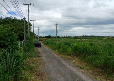 Remote country road near green fields and trees with overhead power lines