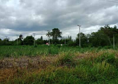 Open land with greenery and power lines