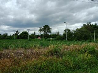 Open land with greenery and power lines