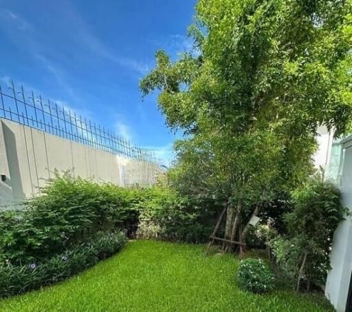 Lush green backyard with lawn and trees