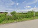 Vacant land with greenery