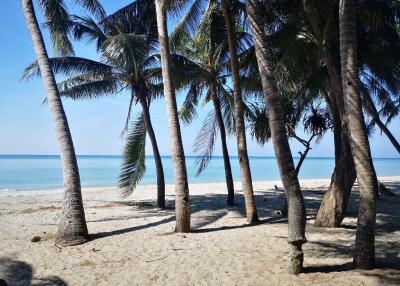 Beach view with palm trees