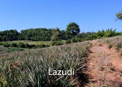 Land for Sale in Chiang Saen