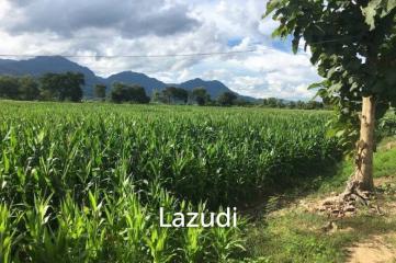 Good Location Land 34 rai in Mae Sai