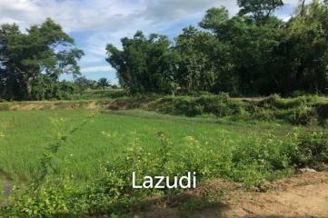 Good Location Land 34 rai in Mae Sai