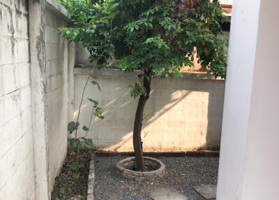 Backyard with tree