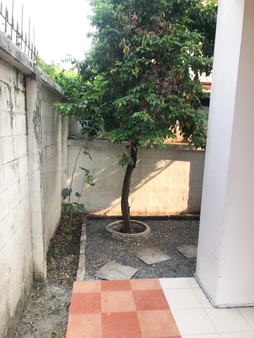 Backyard with tree