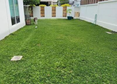 Backyard with lawn in residential area